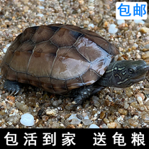 Small tortoise Live golden line grass tortoise Ornamental pet tortoise Waitang deep water tortoise can hatch southern Anhui Chinese grass tortoise seedlings