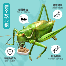 Food Feed of the Eat Food Tinnitus food tinnitus larvae special food to help metaskin enlarge Wings Robust Exoskeleton