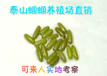 The Eggs Sprouting ovulation Eggplant Seed package at any time hatching and developing eggs Mature Embryo iron sheet Green Hills Green Hills
