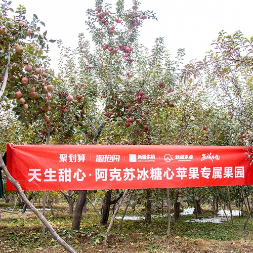 [新疆阿克苏冰糖心苹果净重5斤8斤大果丑红富士当季应季新鲜水果]