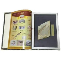 Fish fossil Chaoyang western Liaoning paleontological wolf-finned fish fossil large fish fossil high-end framed gift box book