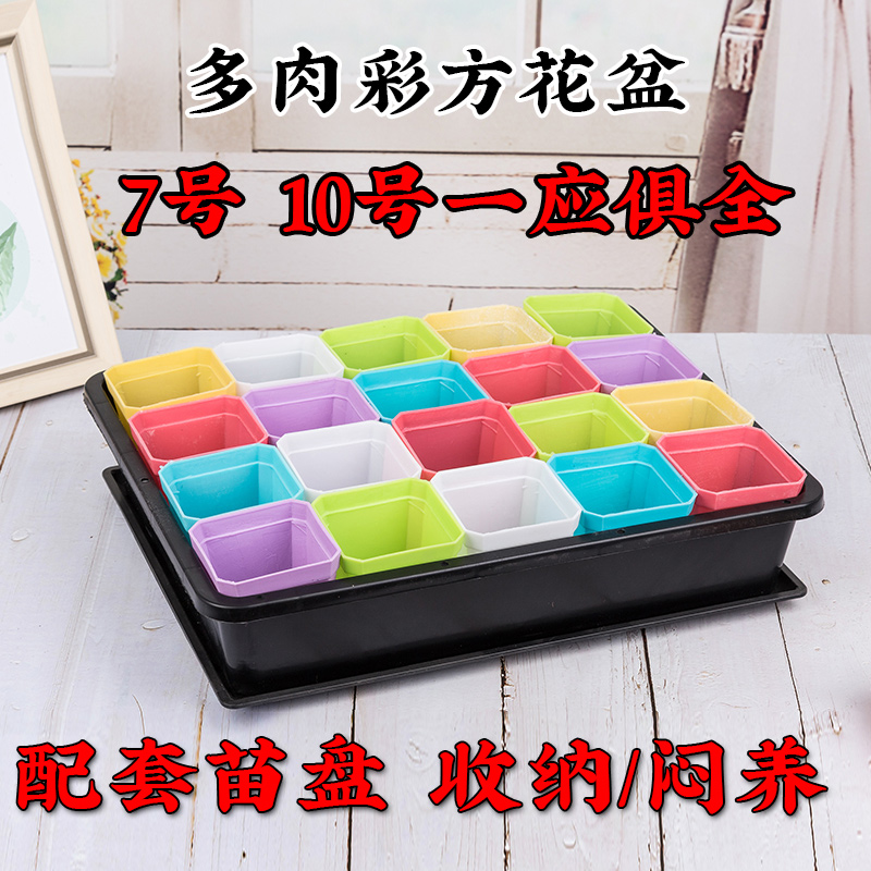 Small color square flower pot succulent pot plastic flower pot thickened meat color small black square tray storage leaf insert