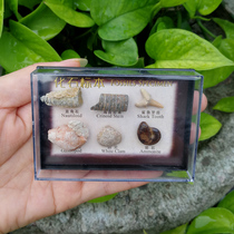 New product 6 natural marine animal and plant fossil specimens in Chinese and English boxed student popular science teaching materials
