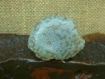 Intensive blossom agate Silver root old eye stone natural stone collection Alxa Gobi original stone D