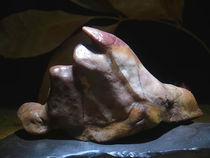 Horse tooth stone shape stone collection Alashan Gobi Agate rough ugly