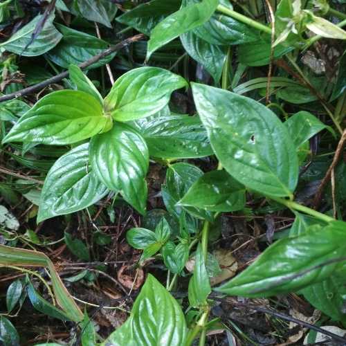 Bone tannines Bull White Vine Now with Stuffed Chicken Shit and Smell Fresh Native Gines 500 gr