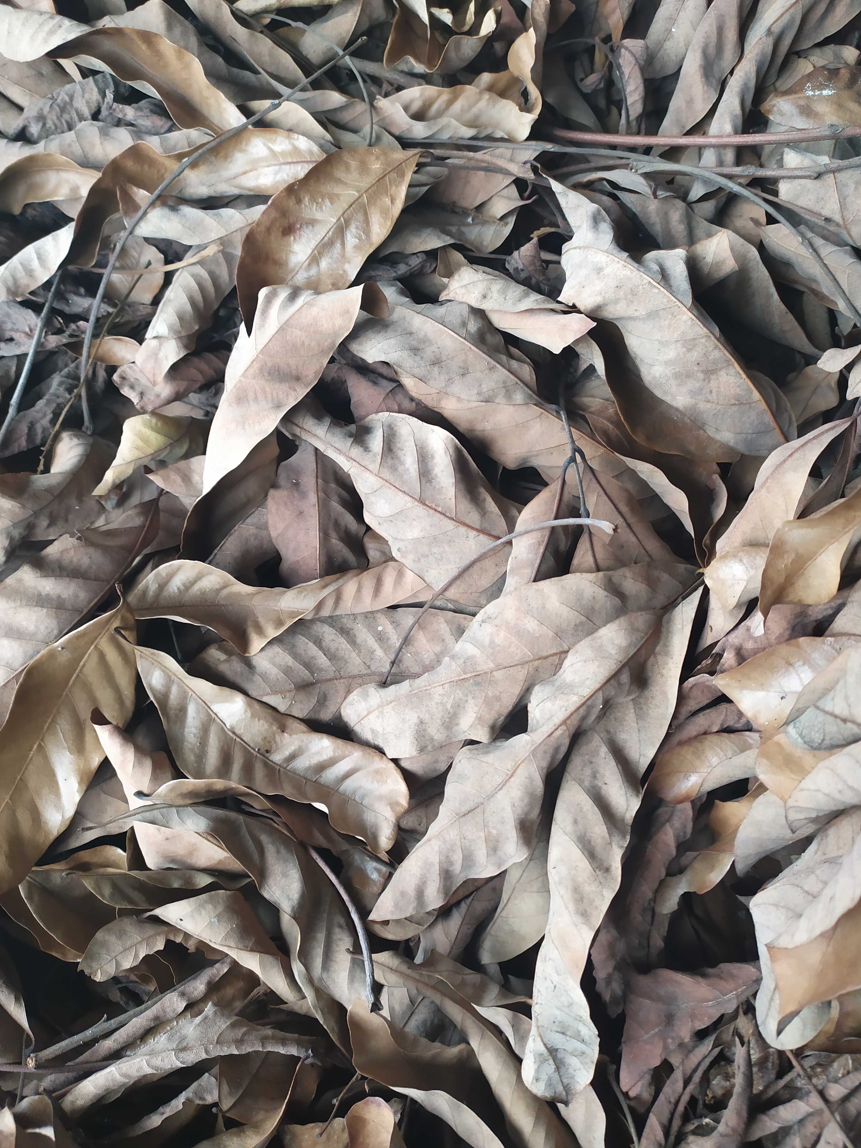 Longan leaf turtle imitation of the original ecological turtle environment Decorative landscaping shelter regulation of pH 100 grams