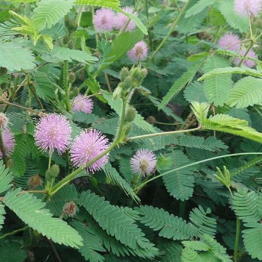 500g Wild Fresh Mimosa Fresh Mimosa Redbone Mimosa