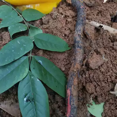 Authentic sour carambola root, wild fresh sour carambola root, sour five-pronged root, now dig 500 grams of carambola root