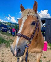 iroska imported eyebrow leather multi-color optional equestrian horse accessories