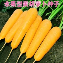 Qitou Huanghu radish seed Atlantic yellow ginseng carrot seed fruit yellow radish vegetable seed with high yield