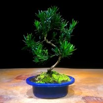  Arhat pine potted green plant Flower bonsai Living room Office Inner courtyard Balcony leaf viewing fun small bonsai plant