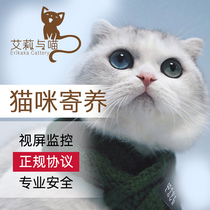 Shenzhen pet foster cat foster care holiday feeding family foster long-term foster care can be picked up