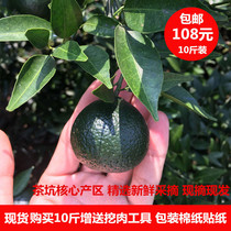 Xinhui delivery Authentic Xinhui tea pit Small green citrus fresh fruit Fresh homemade small green citrus Pu Tea Xinhui Tangerine peel