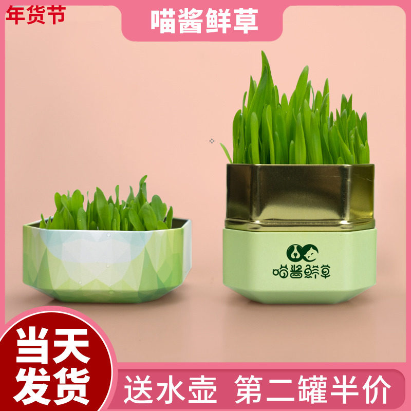 Meow Sauce Fresh Grass Cat Grass Seeds Hydroponic Ready-to-eat Cat Mint Hair Removal Ball Nutrition Seed Planting Box Cat Supplies