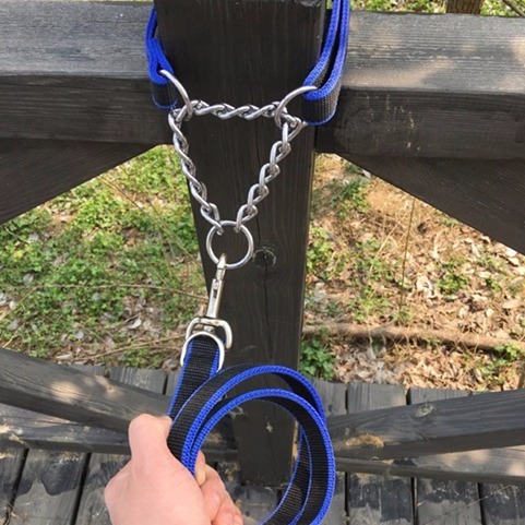 Pet Traction Rope Dog Needle Rovina Horse Rovina Training Dog Strap in P Chain