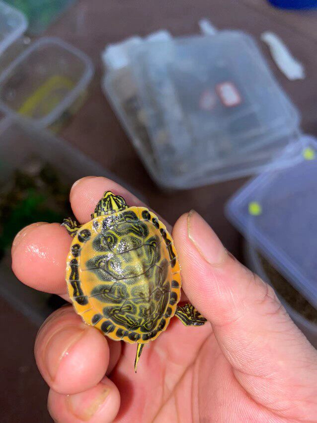 Phnom Penh Flame Seedlings Disadvantages Ornamental Turtles