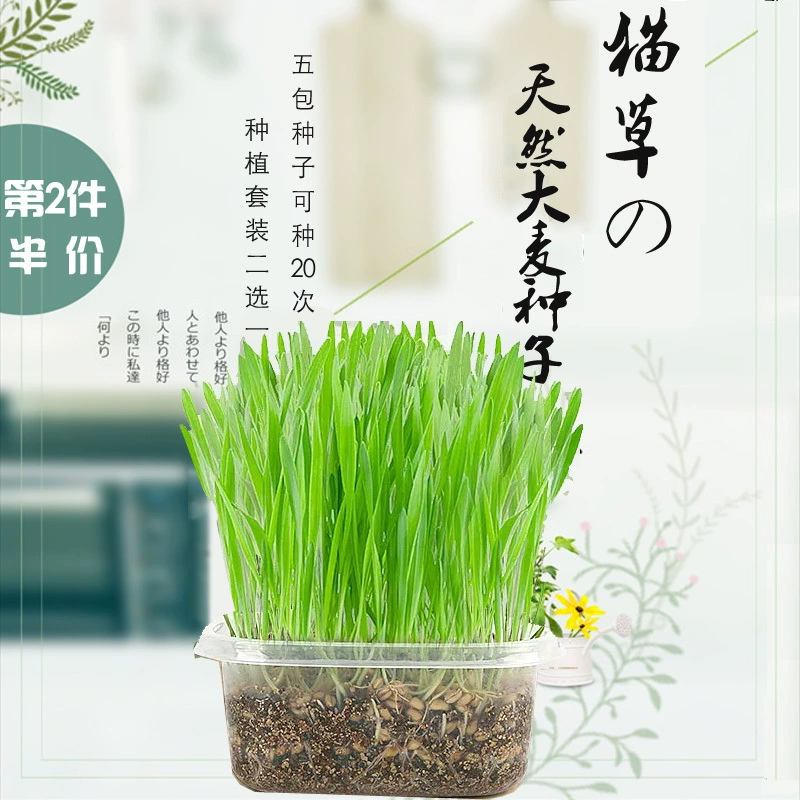 Cát cỏ hạt bạc hà mèo ăn nhẹ tinh khiết lúa mạch hạt giống tẩy lông bóng mèo cỏ cỏ bộ mèo - Đồ ăn nhẹ cho mèo