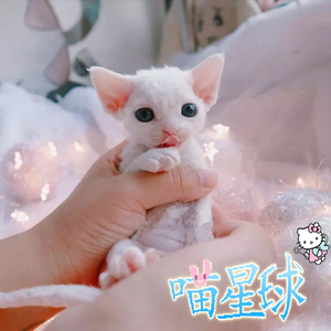 德文卷毛猫幼猫活物帝王猫幼崽纯种柯尼斯猫咪活幼体高智商宠物猫