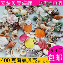 Natural conch shell fish tank landscaping ornament scallop fish hermit crab set starfish small gift floor ornaments