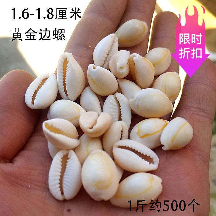 Factory direct sales can be customized natural new conch shell diy Phnom Penh shell small coin shell 1 2-2 5cm
