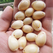 A double hole gold side snail natural conch shell gold ring treasure snail small coin shell DIY handmade jewelry accessories