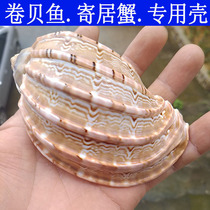 Natural super large conch sea star shell painting diy handmade carambola hermit crab roll fish tank landscaping ornaments