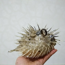 Mediterranean dolphin fish puffer fish specimen pendant marine fish skin specimen home creative gift