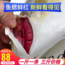 Zhoushan pomfret 3 catty 3 golden pomfret Fresh aquatic products Fresh seafood frozen pomfret bream frozen Jinchang fish