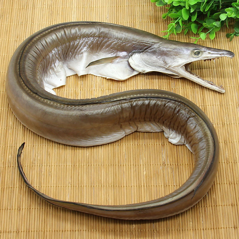Eel dry boat Mountain specie 500g light sunbathing oil eel homemade whole air-dried sea eel dried seafood dried seafood