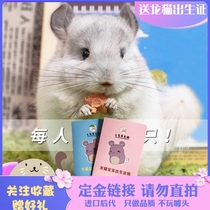 Purebred Chinchilla live animal house cub baby silver spotted gray rice male video selection vaccinated domestic real shot