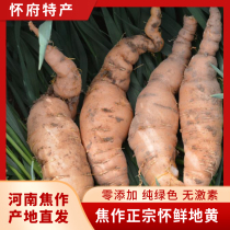 7 fresh glutinous china 7 a jin Zhengzhou jiaozuo huai huai root big fresh fresh raw earth now dig a hair now