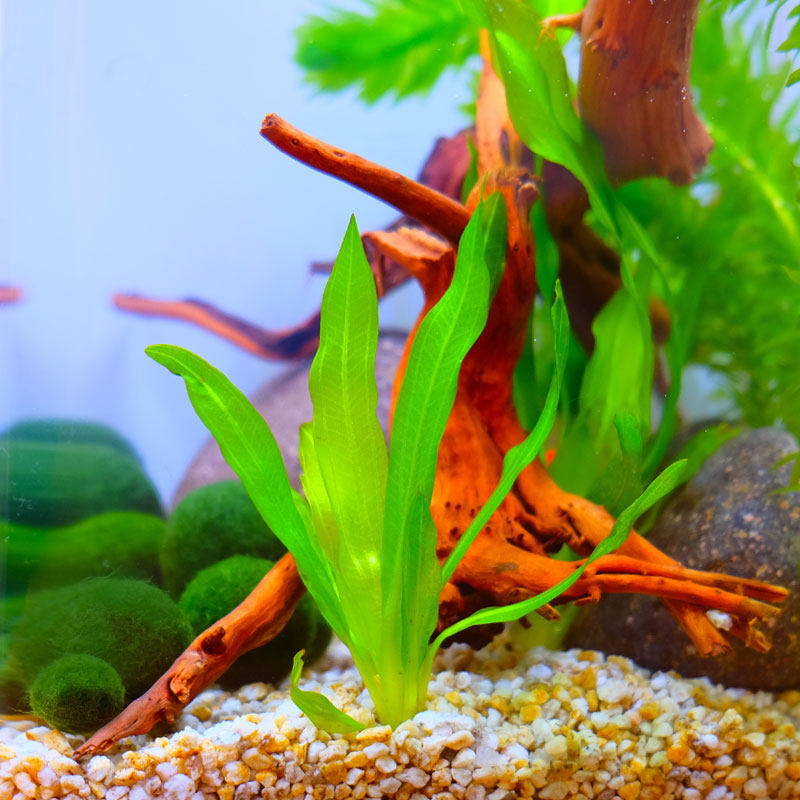 Mini nine-crowned centipede grass Seaweed ball Creative hydroponic mini plant Banana grass fish tank Micro landscape Aquatic plant landscaping