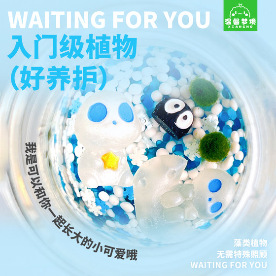 marimo pudding secret happiness seaweed ball micro landscape ecological bottle mini potted creative gift hydroponic plant