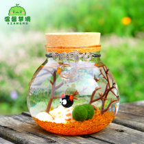 marimo happy seaweed ball making dream bottle micro landscape ecological bottle creative mini hydroponic plant small pot