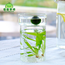 Marimo seaweed balls Marimoecology Bottle Green Ball Algae Microscape Hydropony plant hydrosphere Forest delivery Nutrient Solution