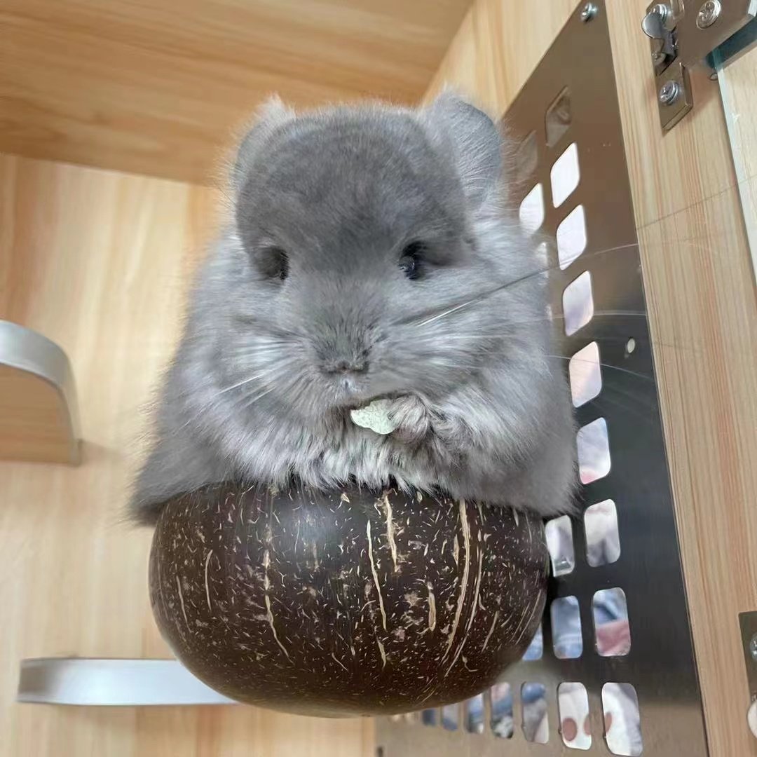 (Booking) Over a week Dragon Cat Rabbit Guinea Rabbit Guinea Pig Coconut Shell Food Basin Bowl Feeding SPACE CAPSULE Fixable