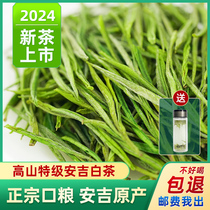 安吉白茶2024年新茶上市芳羽雨前特级罐装250g正宗兰花香春茶茶叶