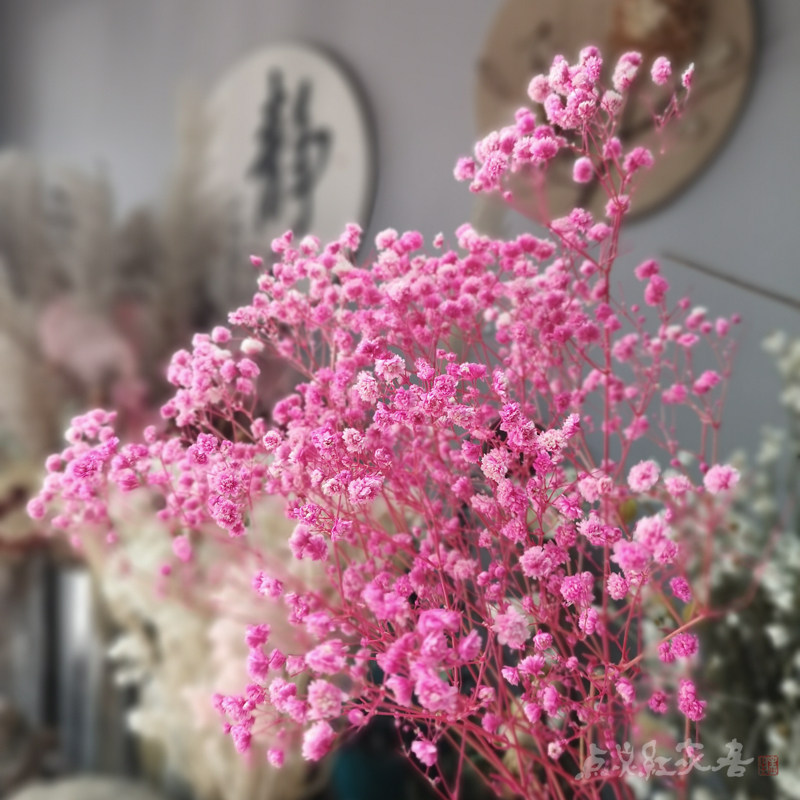 (Gypsophila) Absorbing Yongshenghua Natural Wind Dry Flower Color Gypsophila True Flower Wedding Shooting