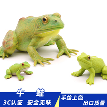 Simulation bullfrog model frog toy toad tree frog frog chicken toad childrens ornaments pond animals