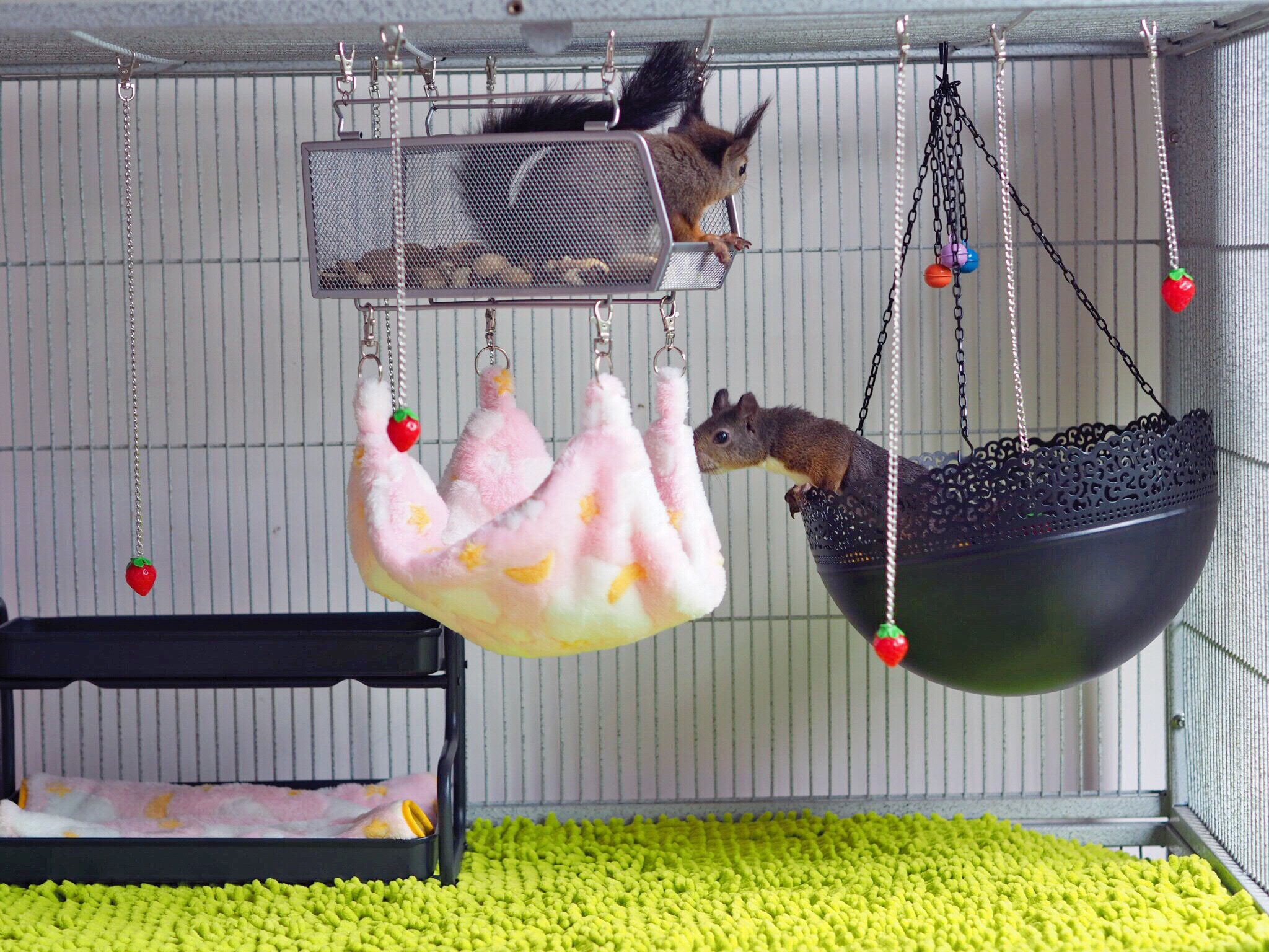 (Oreo) squirrel supplies summer heat furniture set hammock nest cradle