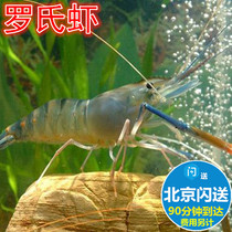 Fresh Roshi fresh big head shrimp money shrimp money shrimp Macrobrachium live shrimp Beijing flash send 10-15 500g