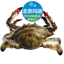 Fresh swimming crab female crab Dalian flying crab full of yellow meat sea crab seafood 5 Tael-6 two sold only