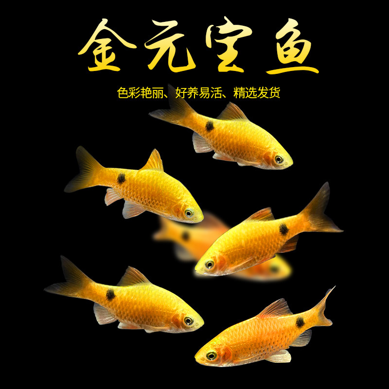 金元宝鱼：冷水观赏鱼界的颜值担当，新手也能轻松养活！-鱼-淘宝好物网
