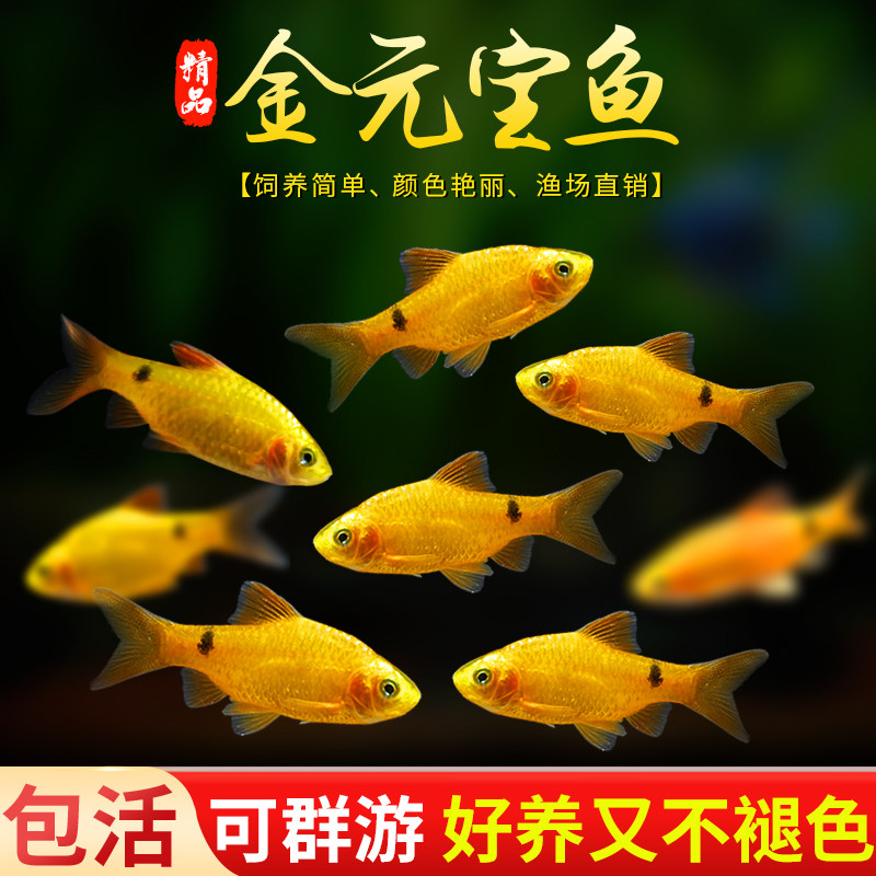 金元宝鱼：冷水观赏鱼界的颜值担当，新手也能轻松养活！-鱼-淘宝好物网
