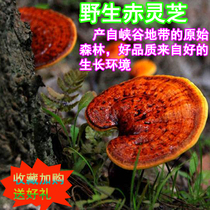 Tibet wild Ganche Chishi nourishment slice powder 100g non - Sheng Non - Sheng Range Changbai Mountain planting mushroom