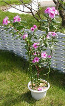 Climbing Rattan Rack Gardening Bracket Plant Climbing Rack Iron Art Prop Indoor outer lunar quarter Iron Thread Lotus grape flower shelf