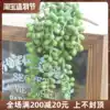 Simulation succulents lover tears background hanging wall green fake flower pot planting living room home decoration pieces decoration