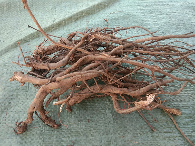 Chinese herbal medicine wild chipping roots in Guizhou Thousand gold plucking wind a root 500 gr