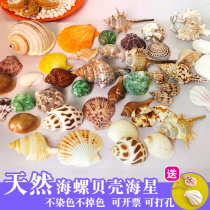 Natural conch hand perforated color shell DIY material package Wind chimes accessories with holes kindergarten warm field activities